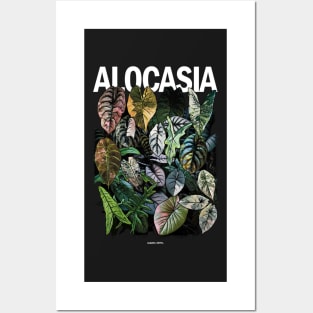 ALOCASIA JUNGLE Variegated Posters and Art